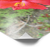 Rood Hibiscus Yellow stigma Foto Afdruk (Hoek)