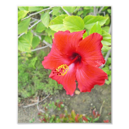 Rood Hibiscus Yellow stigma Foto Afdruk (Voorkant)