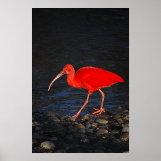 Rood Ibis Poster (Voorkant)