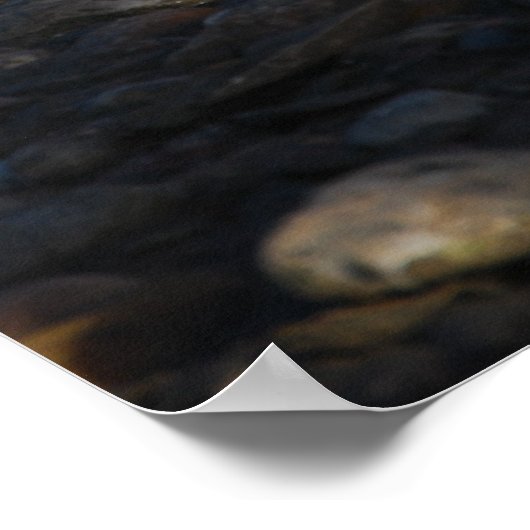 Rood Ibis Poster (Hoek)