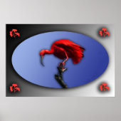 Rood Ibis poster (Voorkant)