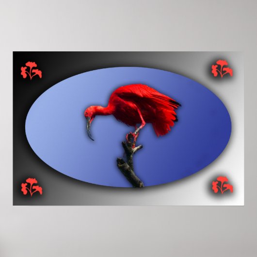 Rood Ibis poster (Voorkant)