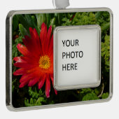 Rood IJzerblazer, kleurrijk tapijt Plant Verzilverd Omlijst Ornament (Rechts)