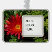 Rood IJzerblazer, kleurrijk tapijt Plant Verzilverd Omlijst Ornament (Voorkant)