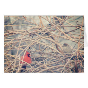 Rood in een Dreary Winter, Kardinaal en Sparrow