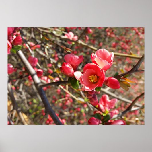 rood in lente poster (Voorkant)