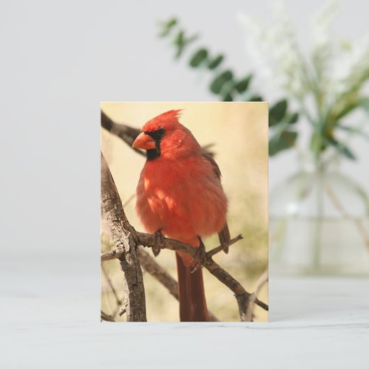 Rood kardinaal Briefkaart (Staand voorkant)