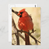 Rood kardinaal Briefkaart (Voorkant / Achterkant)