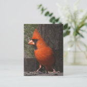 Rood kardinaal Briefkaart (Staand voorkant)