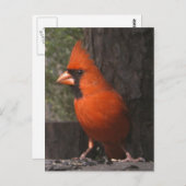 Rood kardinaal Briefkaart (Voorkant / Achterkant)