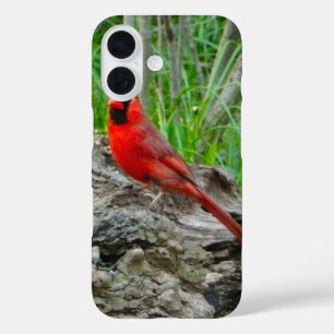 Rood kardinaal (Ohio) iPhone Case