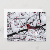 Rood kardinaal sneeuw briefkaart (Voorkant / Achterkant)