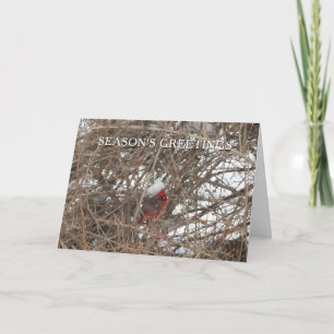 Rood kardinaal vogel in de Greetings Card van Snee Feestdagen Kaart
