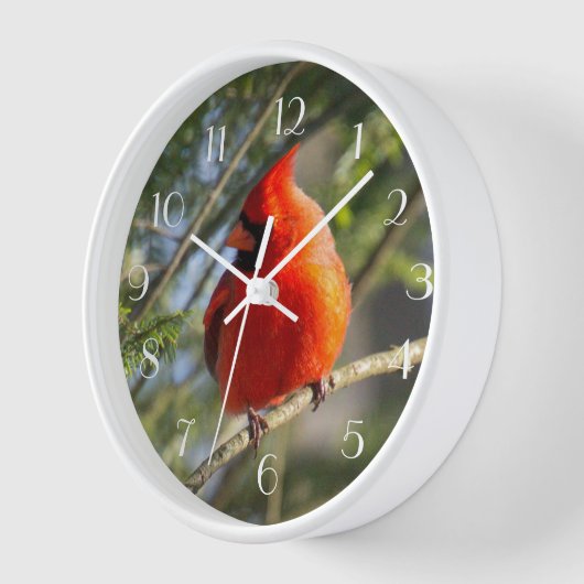 Rood kardinale stekels (Hoek)