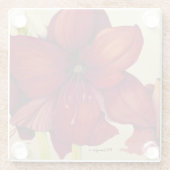 Rood kerstfeest Amaryllis Onderzetter (Achterkant)