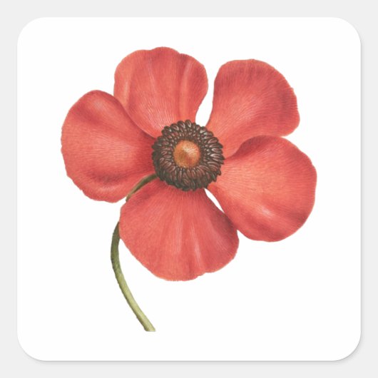  rood klaproos botanische vierkante sticker (Voorkant)