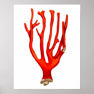 Rood koraal, zee levensillustratie poster
