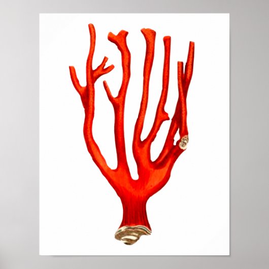Rood koraal, zee levensillustratie poster (Voorkant)