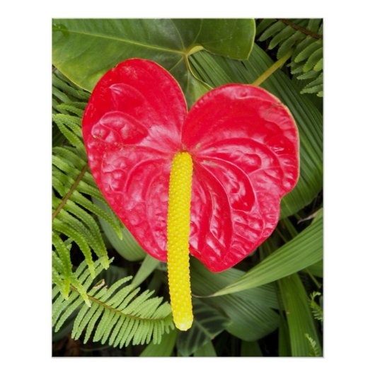 Rood Laceleaf Bloom Floral Perfect Poster (Voorkant)