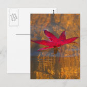 Rood leder briefkaart (Voorkant / Achterkant)