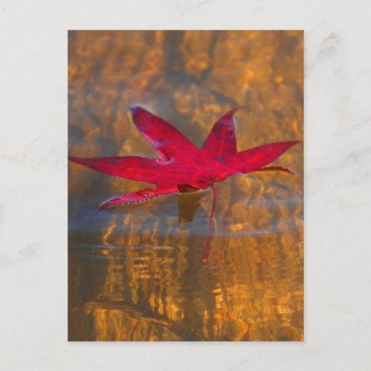 Rood leder briefkaart (Voorkant)