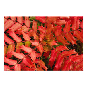 Rood leder, Leaf Background, Leaf, Laves, Plant Foto Afdruk