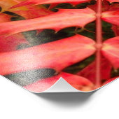 Rood leder, Leaf Background, Leaf, Laves, Plant Foto Afdruk (Hoek)