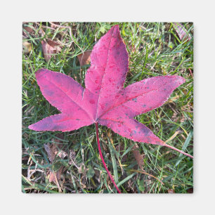 Rood leder magneet