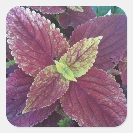 Rood lef Plant Grote vierkant stickers (Voorkant)