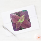 Rood lef Plant Grote vierkant stickers (Envelop)