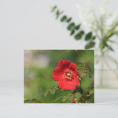 Rood licht briefkaart (Staand voorkant)
