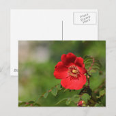 Rood licht briefkaart (Voorkant / Achterkant)