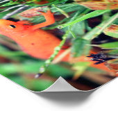 Rood Links Sinaasappel Salamander Spiegel Abstract Poster (Hoek)