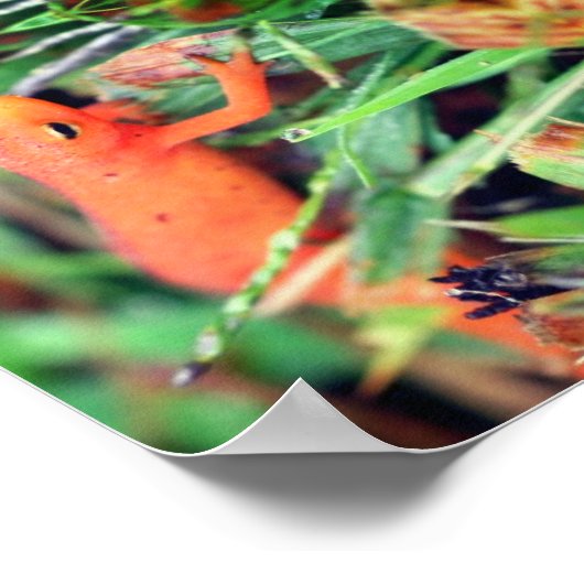 Rood Links Sinaasappel Salamander Spiegel Abstract Poster (Hoek)