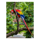 Rood Macaw Wall Glossy Poster (Voorkant)