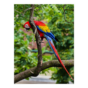 Rood Macaw Wall Glossy Poster