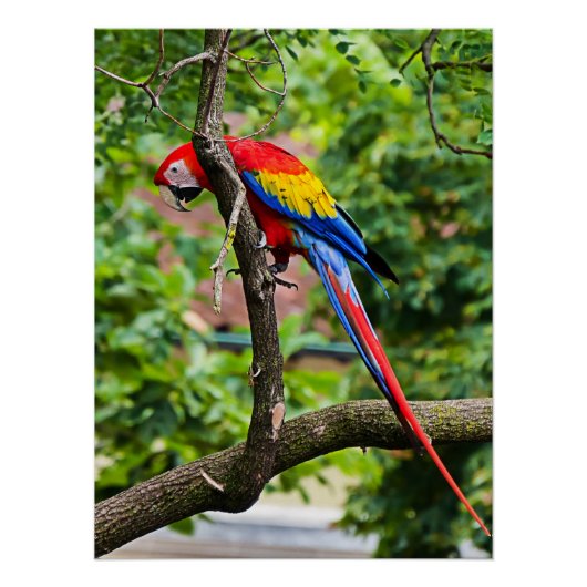 Rood Macaw Wall Glossy Poster (Voorkant)