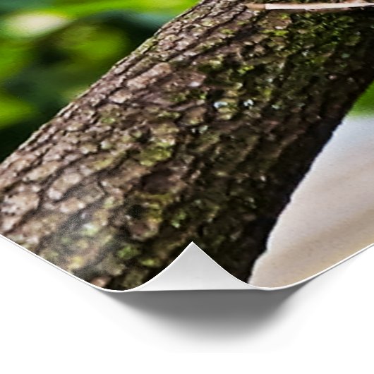 Rood Macaw Wall Glossy Poster (Hoek)