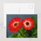 Rood madeliefje briefkaart (Voorkant / Achterkant)