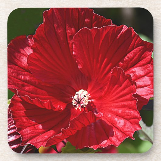 Rood moeras Hibiscus Bloom Floral Bier Onderzetter (Voorkant)