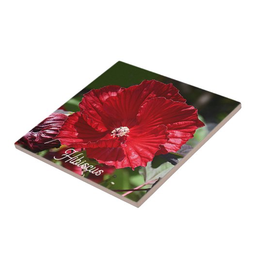 Rood moeras Hibiscus Bloom Floral Tegeltje (Zijkant)