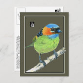 Rood-Necked Tanager Bird Briefkaart (Voorkant / Achterkant)