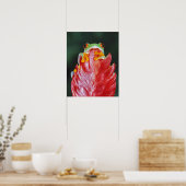Rood-ogen boomkikker op leder poster (Keuken)