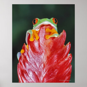 Rood-ogen boomkikker op leder poster