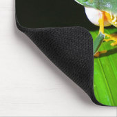 Rood-ogen kikkervisfoto-Muismat Muismat (Hoek)