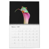 Rood oogboomkikker, kikkers 2011 kalender (Feb 2027)