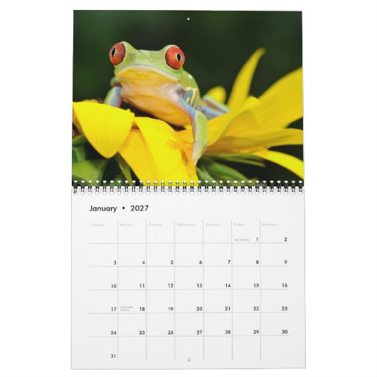 Rood oogboomkikker, kikkers 2011 kalender (Jan 2027)