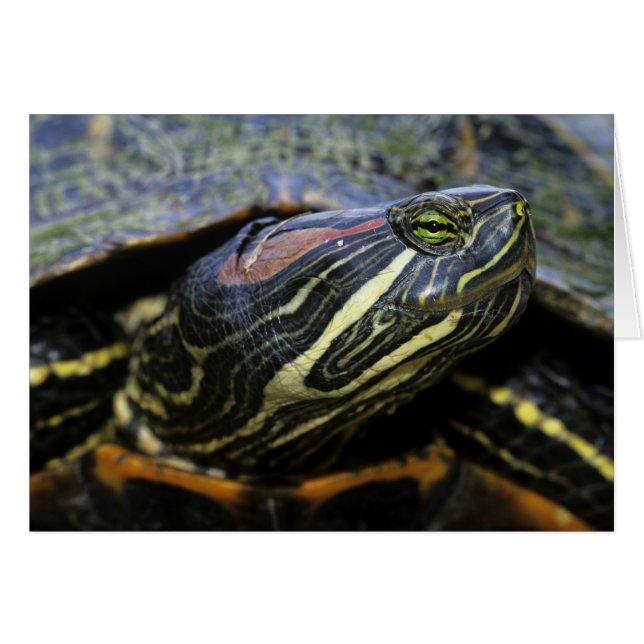 Rood-oorglijder, Trachemys scripta elegans, 2 (Voorkant Horizontaal)