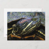 Rood-oorglijder, Trachemys scripta elegans, 2 Briefkaart (Voorkant / Achterkant)