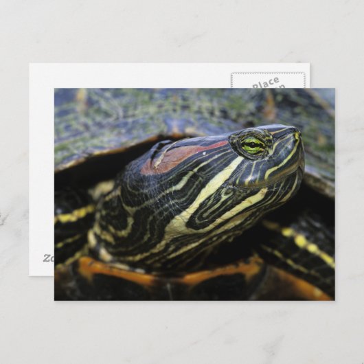 Rood-oorglijder, Trachemys scripta elegans, 2 Briefkaart (Voorkant / Achterkant)